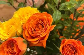 La Maison du Lierre - photo 26