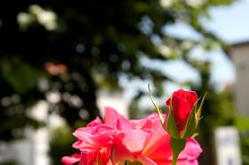 Hotel Edouard VII - photo 12